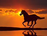 Horse running during sunset with water reflection