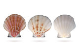 Scallop seashells isolated on white background.