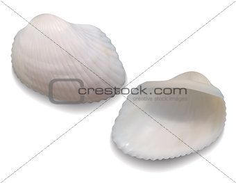 Seashells isolated on white background.
