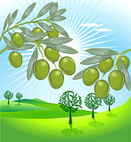 olive and freshly harvested olives