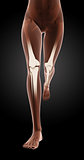 Female medical skeleton legs