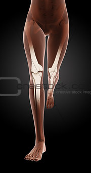Female medical skeleton legs