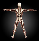 Male medical skeleton