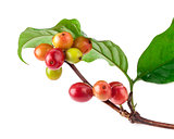 Coffee beans on a branch of tree