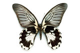 Butterfly series - Rare Beautiful Butterfly