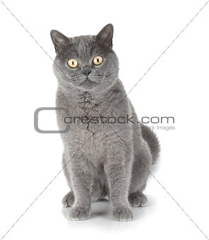 Sitting grey cat looking at you
