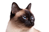 Siamese cat with blue eyes looks right