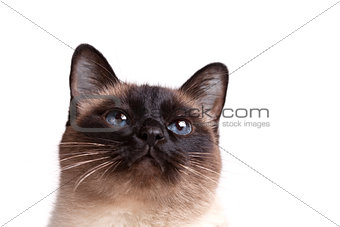 Siamese cat with blue eyes looks upwards