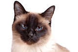Siamese cat with blue eyes looks in camera