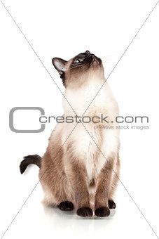 Siamese cat with blue eyes looks upwards