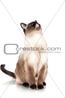 Siamese cat with blue eyes looks upwards and licks