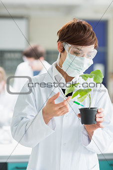 Woman standing at the laboratory holding a plant adding green chemical