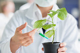 Woman injecting plant stalk with green chemical