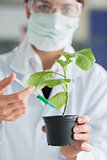 Woman holding a plant while injecting stalk