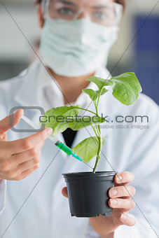 Woman holding a plant while injecting stalk