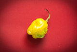 Small yellow chili pepper