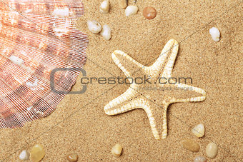 Cockleshells and a starfish lie on seacoast 