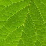 Texture of green leaf