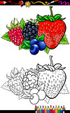 berry fruits illustration for coloring book