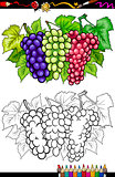 grapes fruits illustration for coloring book