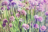 Chive herb flowers on beautiful bokeh background pastel colors