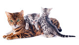 bengal kitten and adult