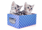 bengal kitten in box