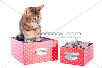 bengal family in box