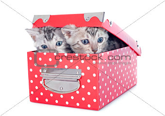 bengal kitten in a box