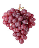 Fresh red grapes branch