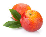 Two red oranges