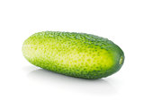 Ripe cucumber fruit