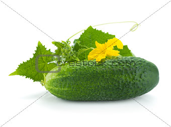 Ripe cucumber fruit with leaves and flower