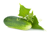 Ripe cucumber fruit with leaves