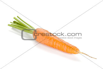 Fresh ripe carrot