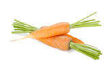 Fresh ripe carrots