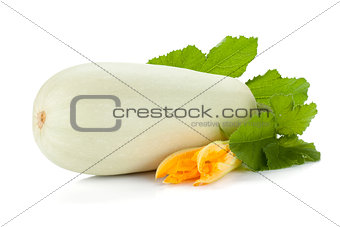 Fresh zucchini fruit with green leaves and flower