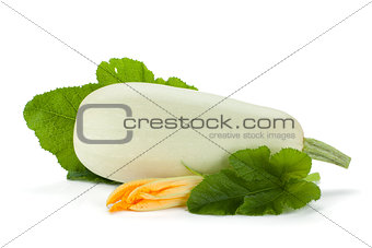 Fresh zucchini fruit with green leaves and flower