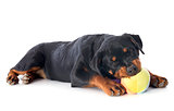 playing puppy rottweiler