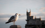 Seagull and Swallow's Nest, Crimea, Ukraine