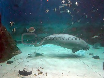 Manatee and fish swimming under water