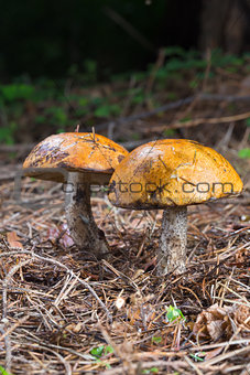 Close-up two red cap scaber stalk mushroom (Leccinum aurantiacum