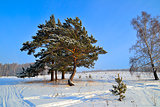 Winter landscape with snow covered pines.