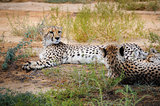 Cheetah in African bush 