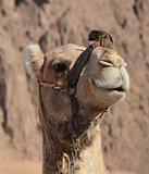 Portrait of a camel 