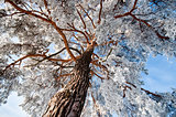 Top of winter pine tree 