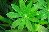 Rain drops on a green leaves
