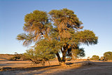 African Acacia tree