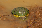 Mating African giant bullfrogs