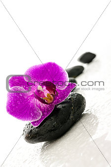 Black pebbles and purple orchid representing a spa concept